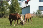 DSCF0397.JPG