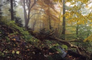 fot 039 034 Puszcza 1.jpg